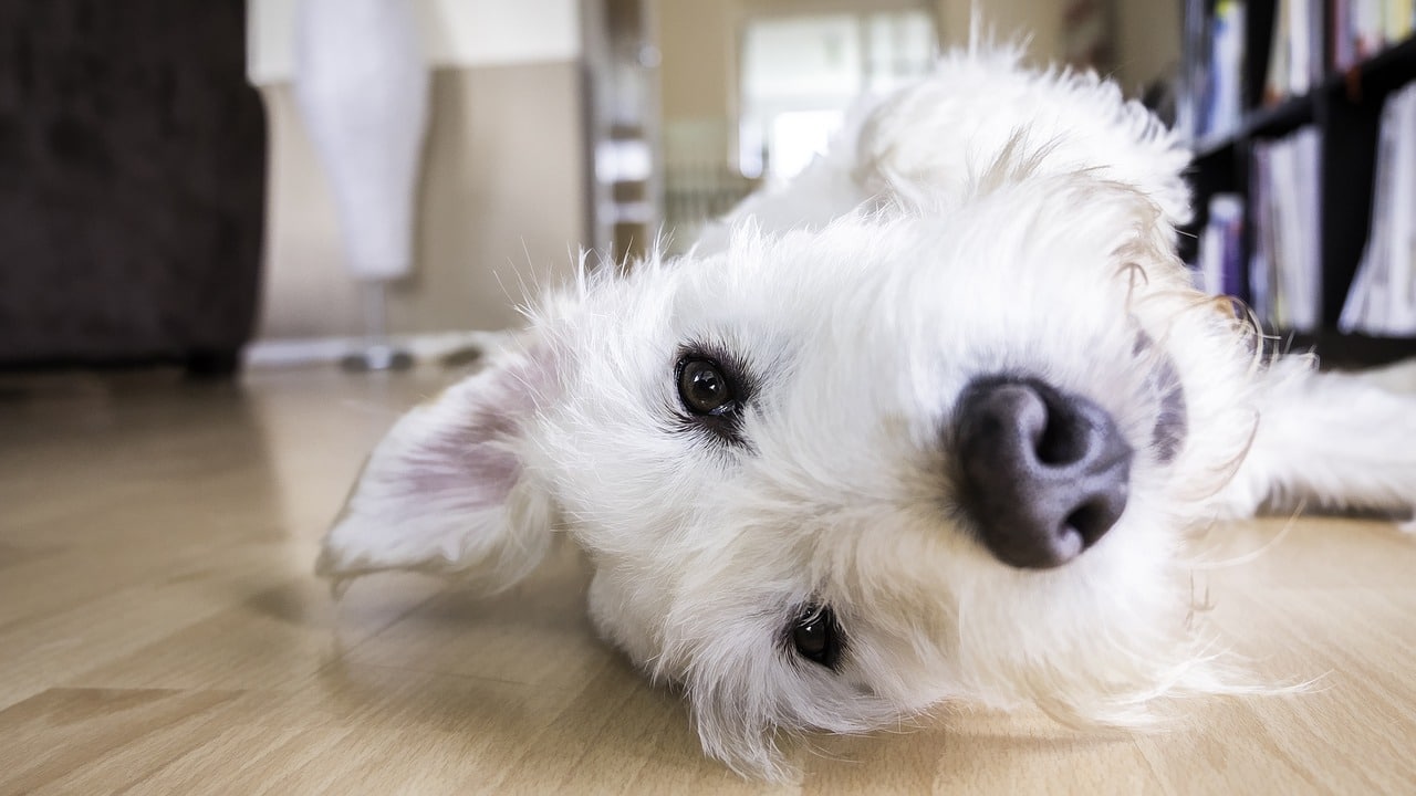 dog, floor, face