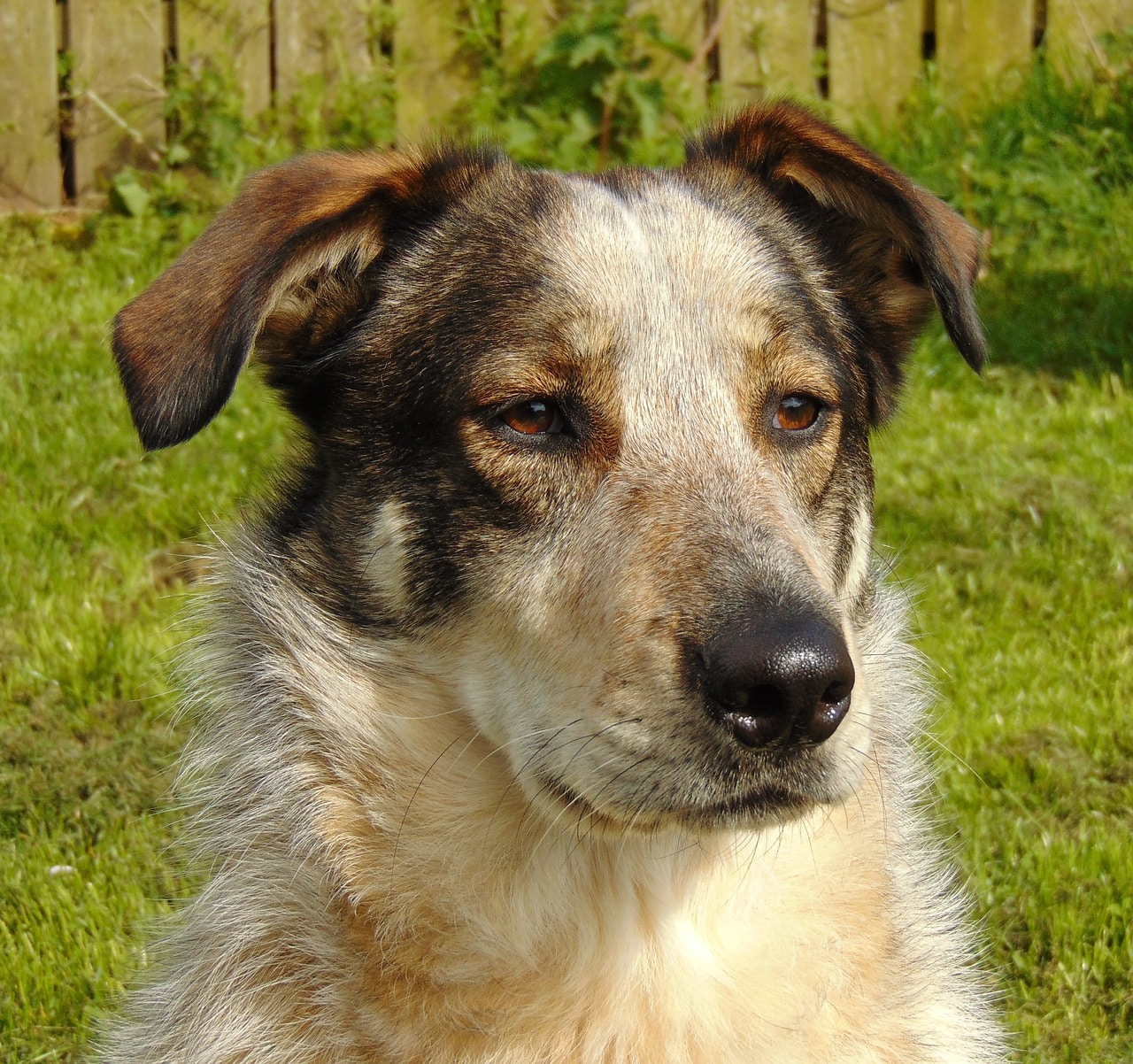 dog, sheepdog, collie