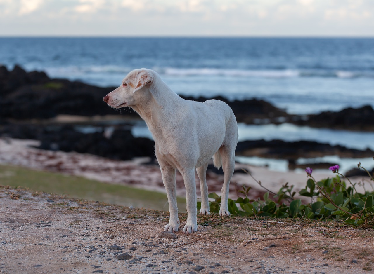 stray dog on beach, white dog, stray dog