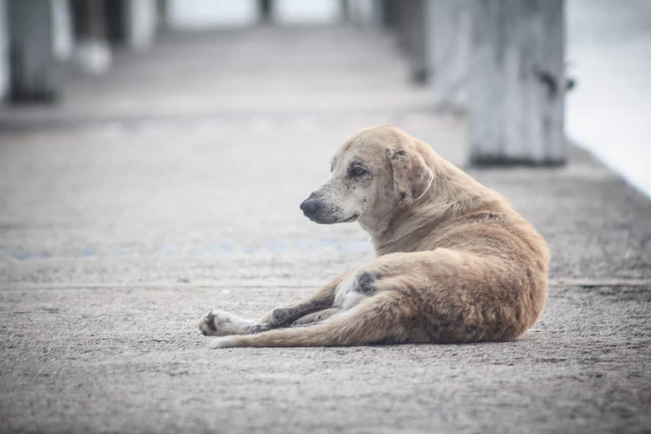 dog, perro, street