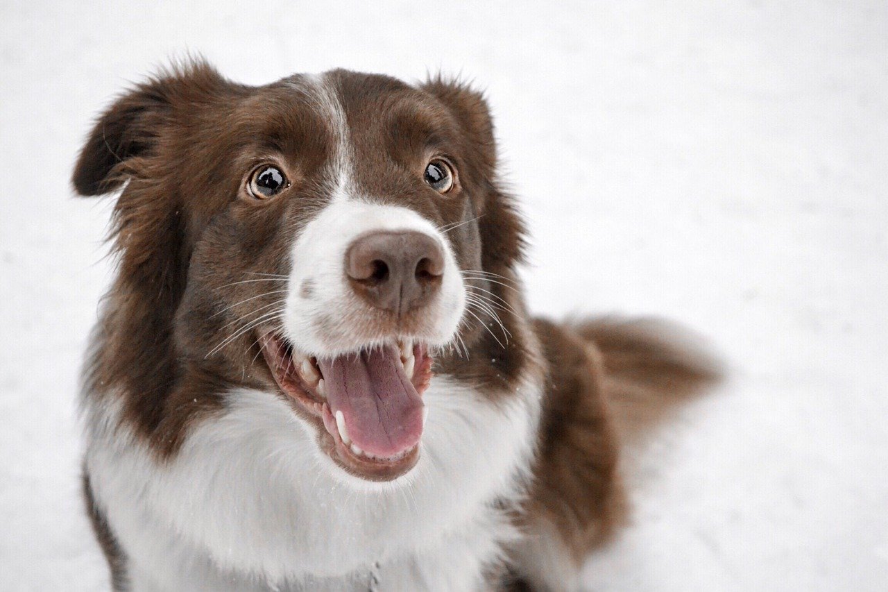 border collie, winter, photo