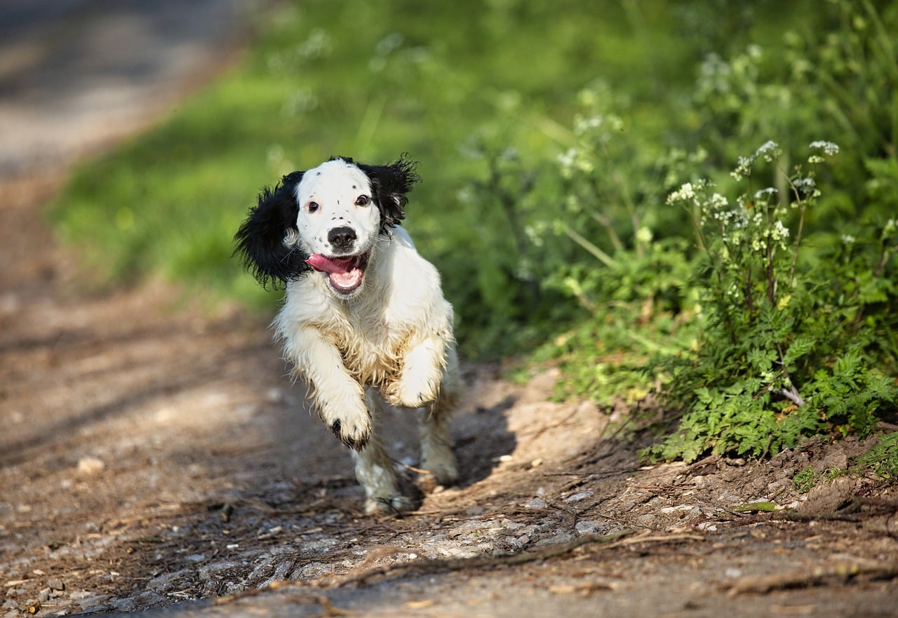 puppy, dog, countryside