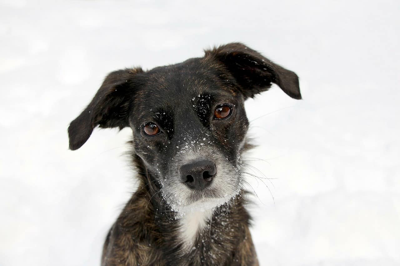 dog, portrait, black