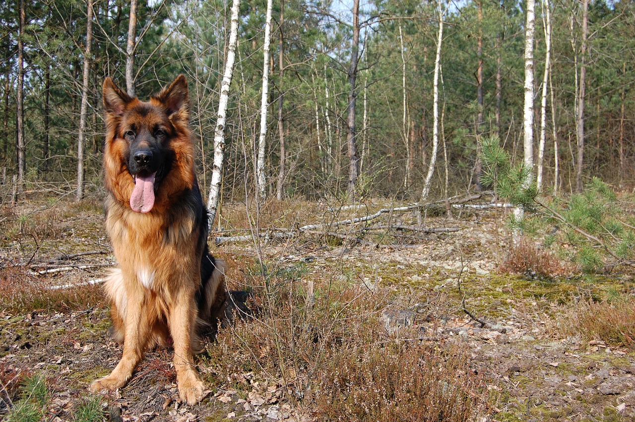 dog, spring, forest