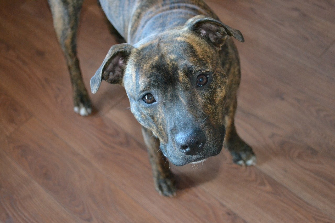 dog, cute, staffy