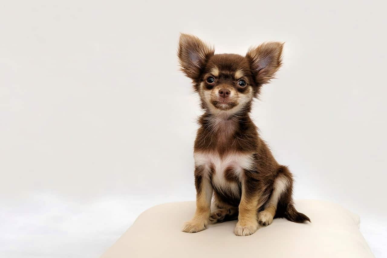 chihuahua, small dog, dog