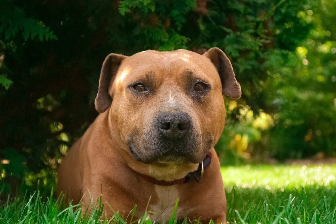 amstaff, creamy, dog