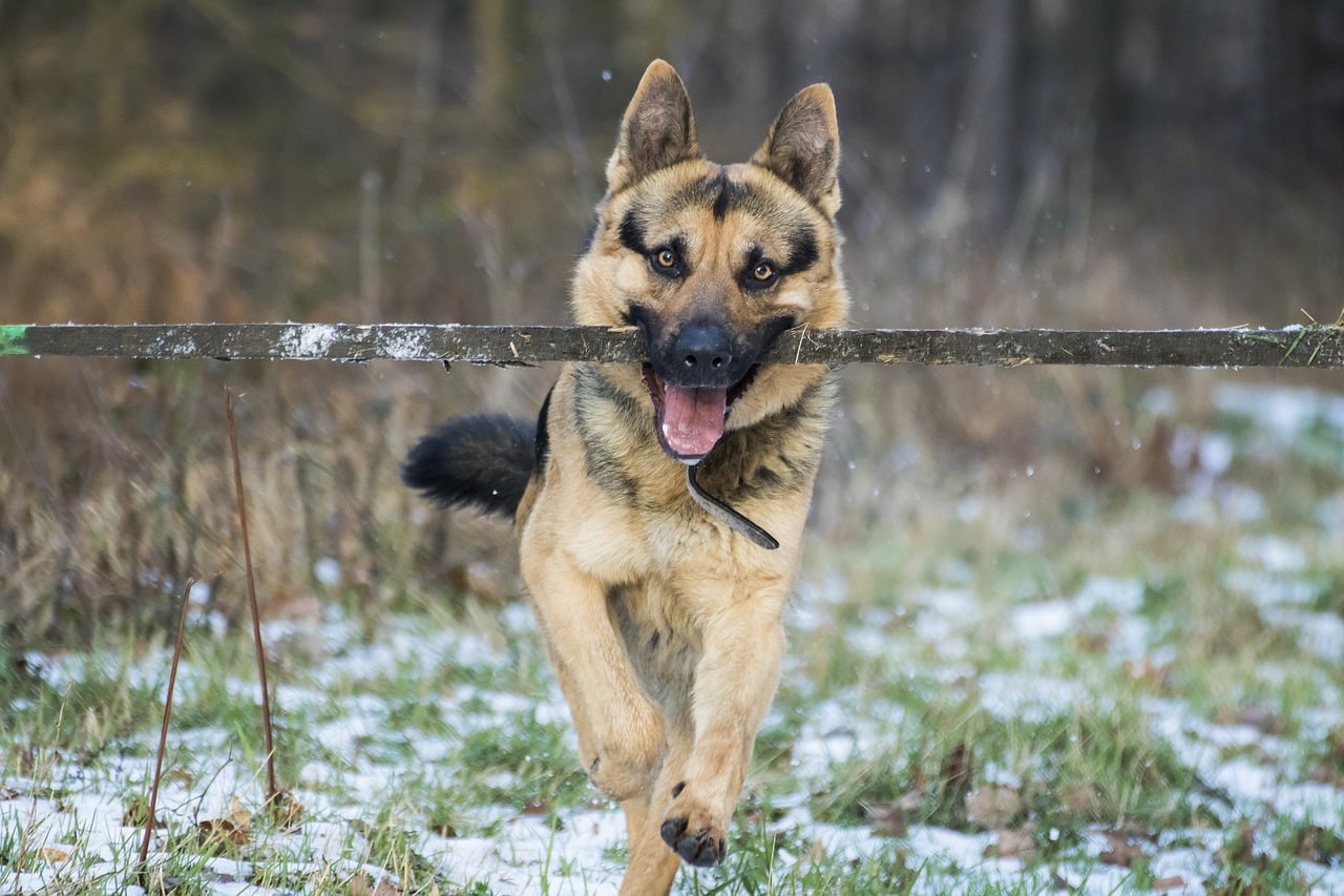 german shepherd, dog, stick