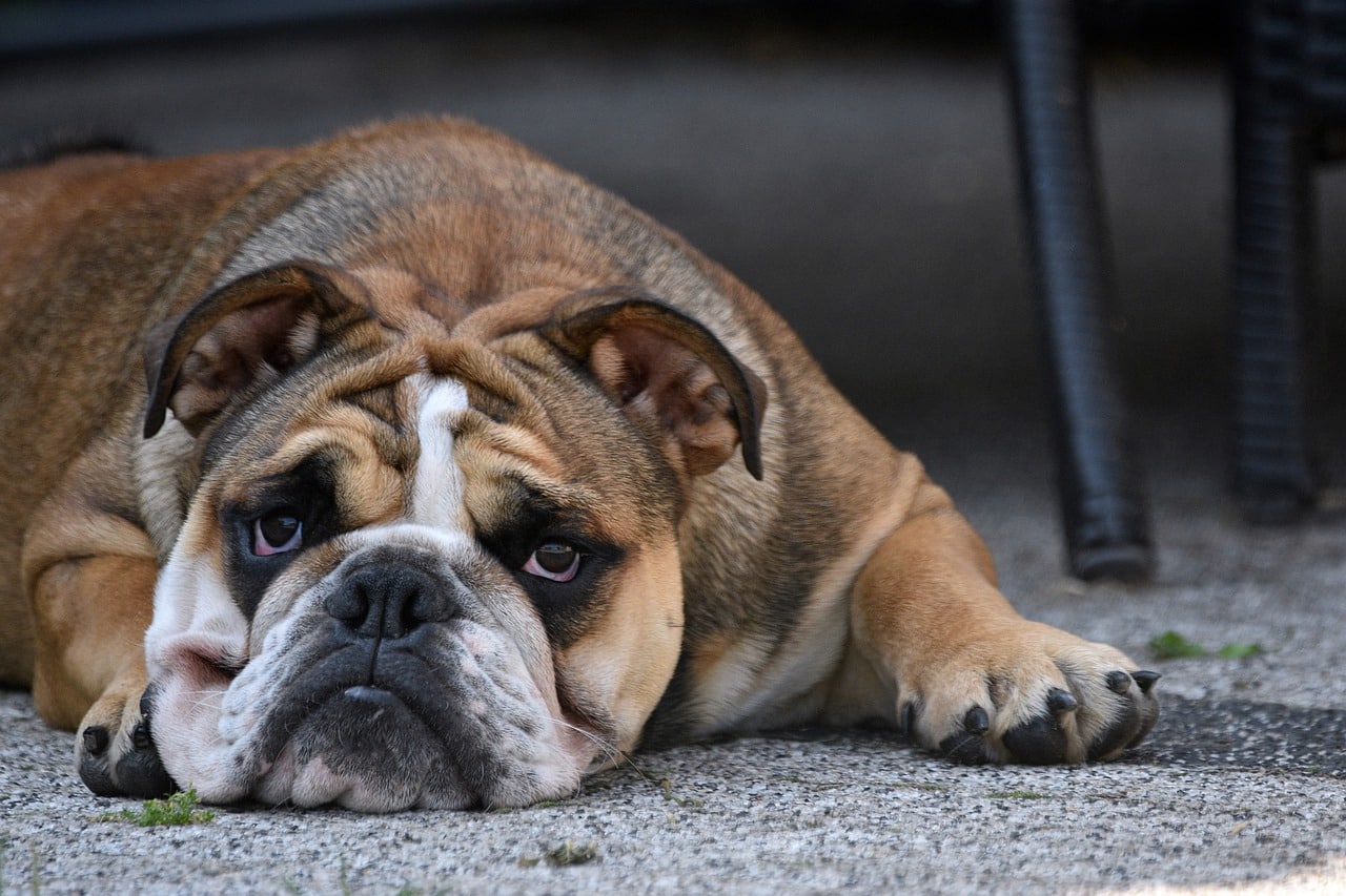 bulldog, dog, pet