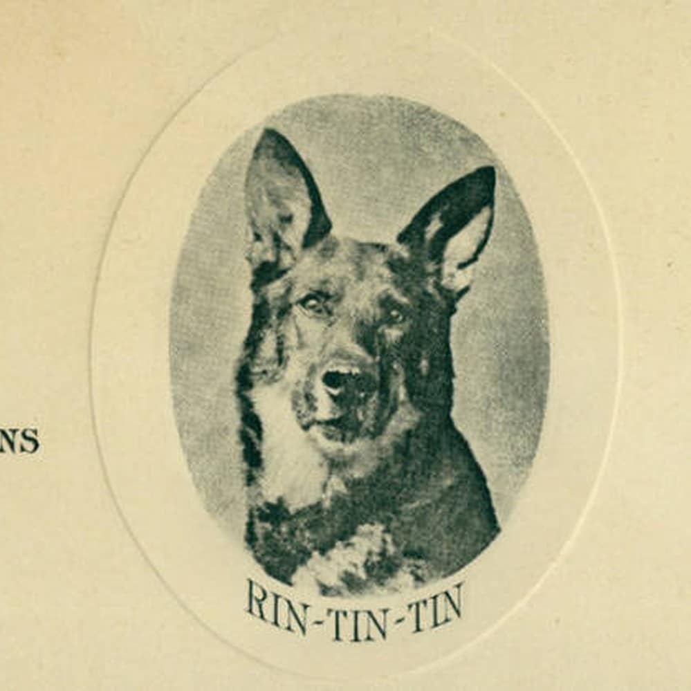 Rin Tin Tin: The Enduring Legacy - Dog Grand DogGrand