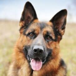 The Beauty of German Shepherds